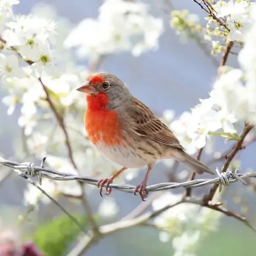 Birds Observations