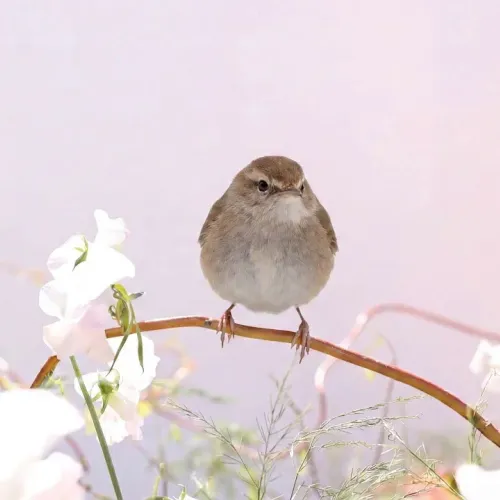 Birds Observations
