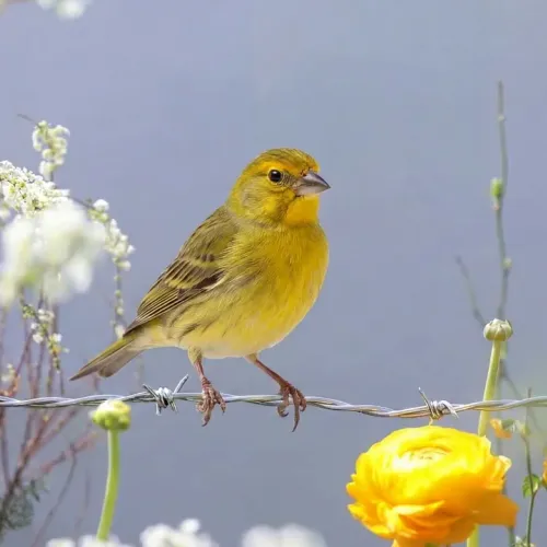 Birds Observations