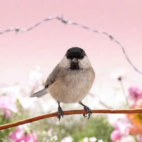 Birds Observations
