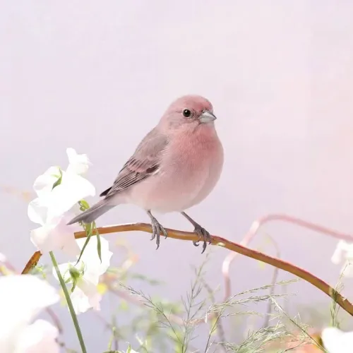 Birds Observations