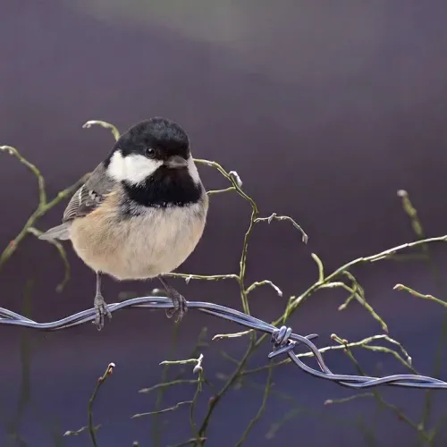 Birds Observations