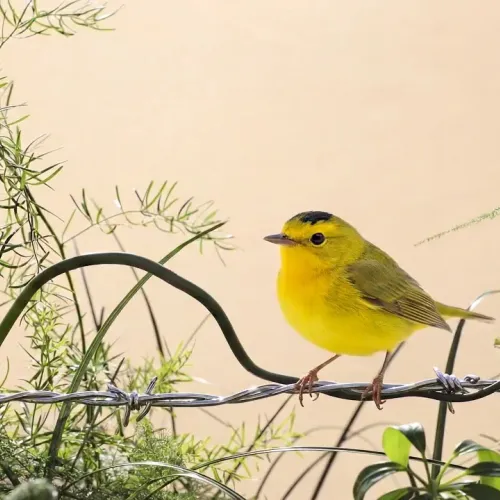 Birds Observations