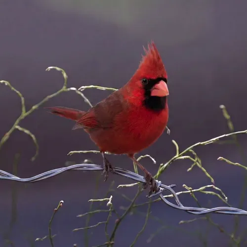 Birds Observations