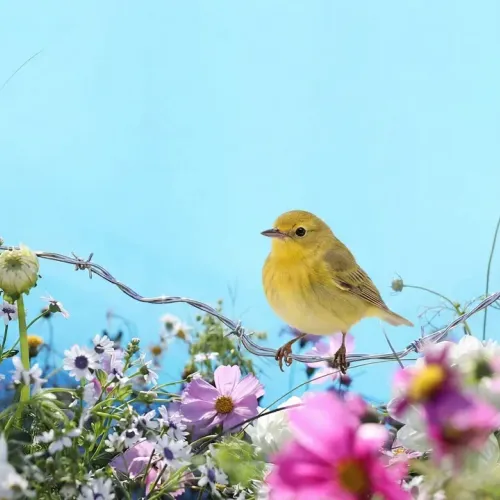 Birds Observations