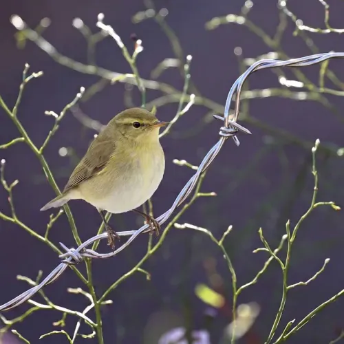 Birds Observations