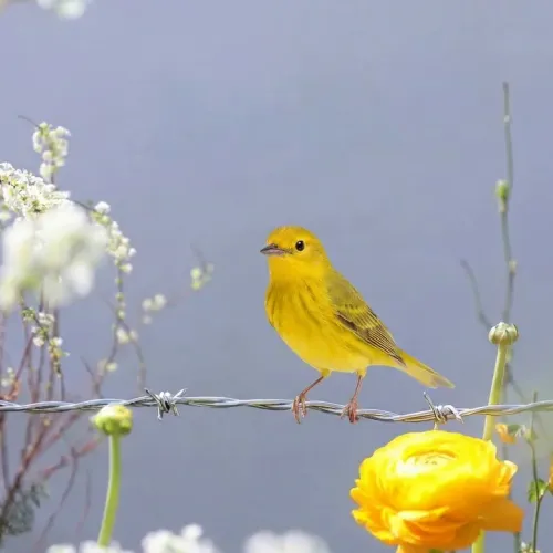 Birds Observations