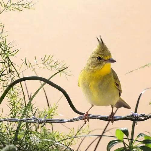 Birds Observations