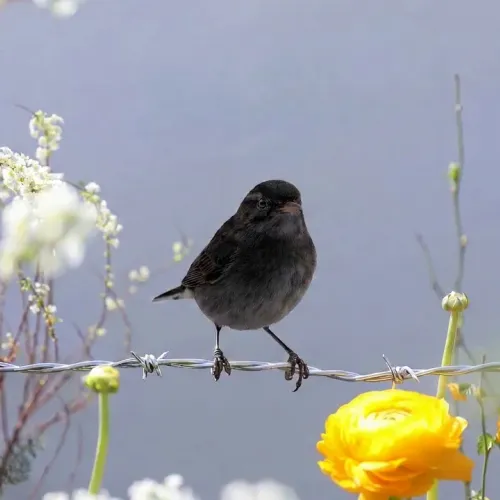 Birds Observations