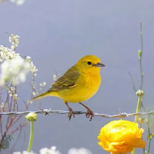 Birds Observations