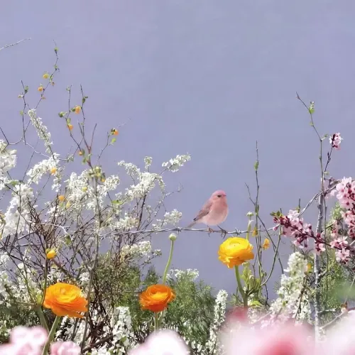 Birds Observations