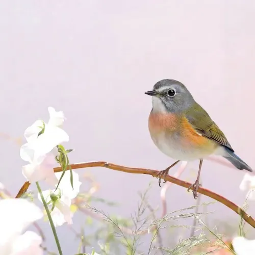 Birds Observations