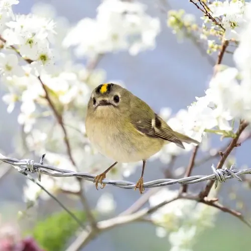Birds Observations