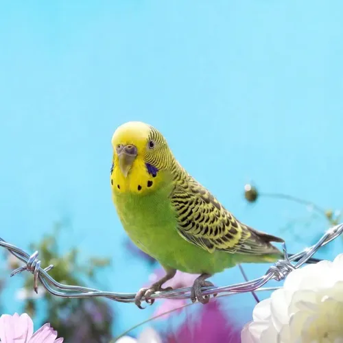 Birds Observations