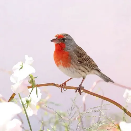 Birds Observations