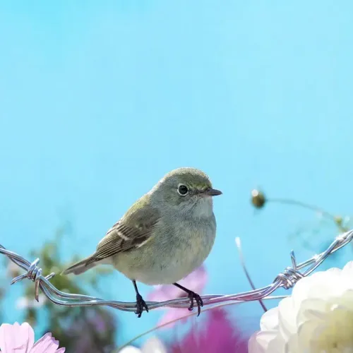 Birds Observations