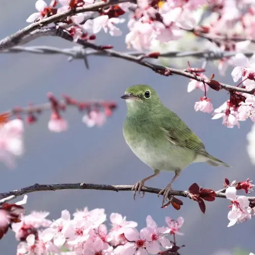 Birds Observations
