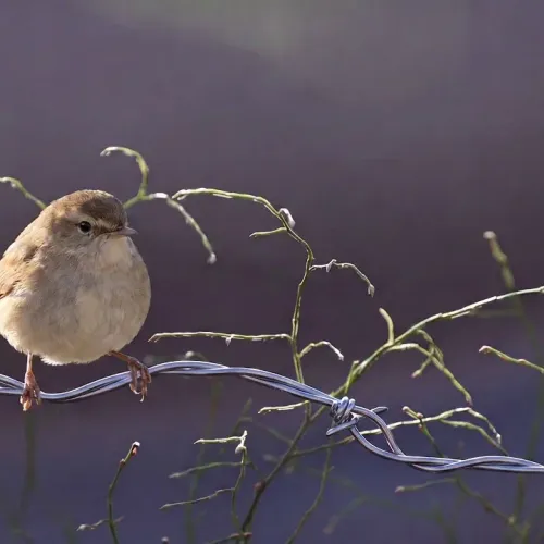 Birds Observations