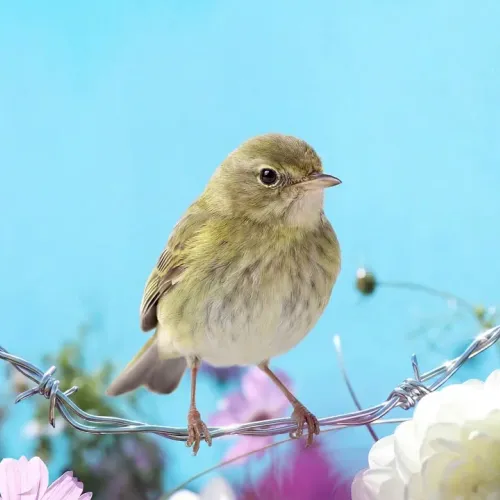 Birds Observations