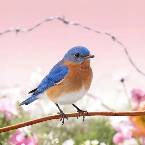 Birds Observations