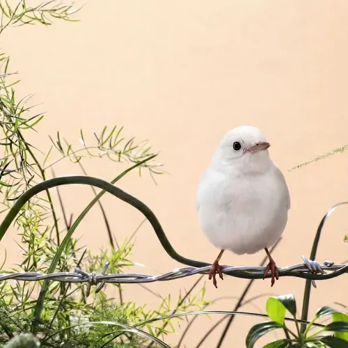 Birds Observations