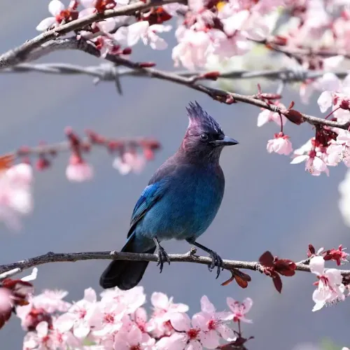 Birds Observations