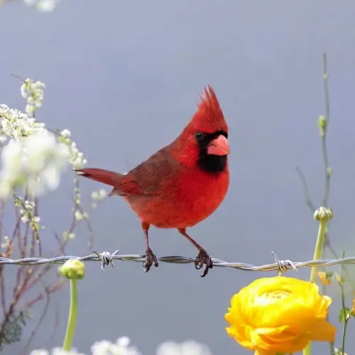 Birds Observations
