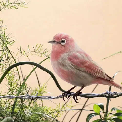 Birds Observations