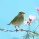 Sprite, Caroline's Meadow