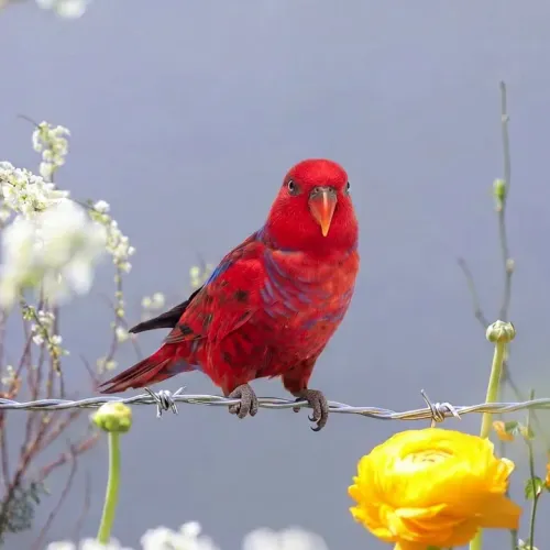 Birds Observations
