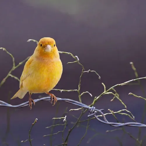 Birds Observations