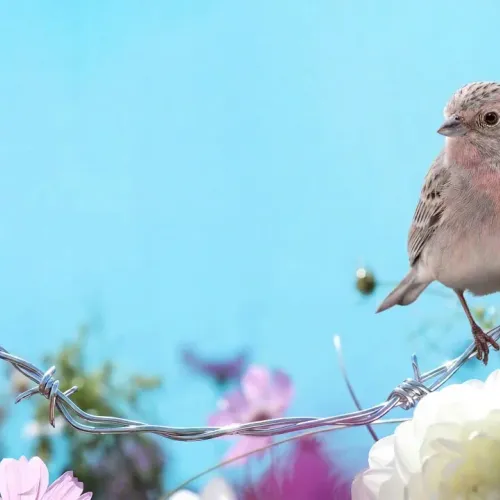 Birds Observations