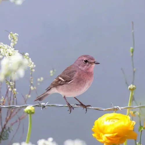 Birds Observations