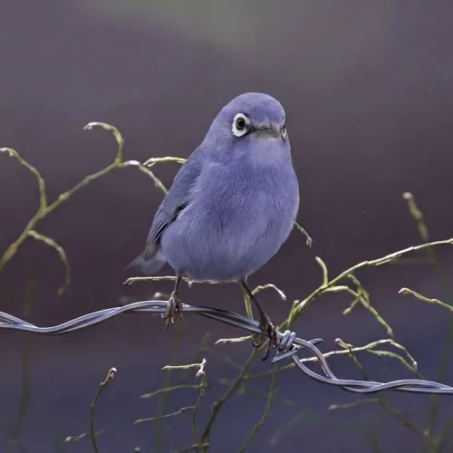 Birds Observations