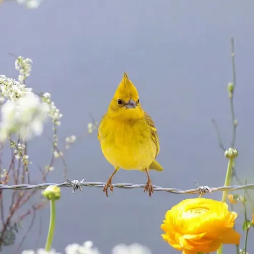 Логотип Birds Observations