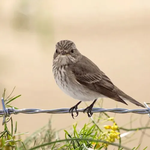 Birds Observations