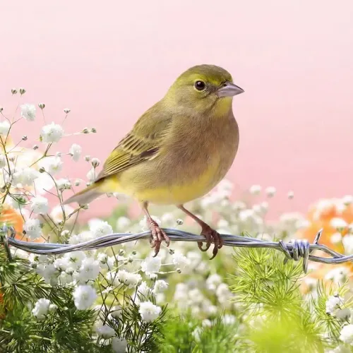 Birds Observations