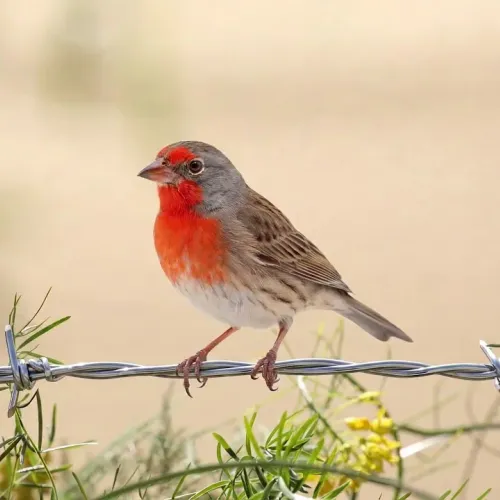Birds Observations