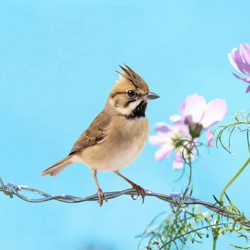 Birds Observations