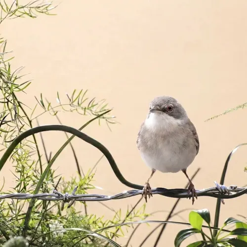 Birds Observations