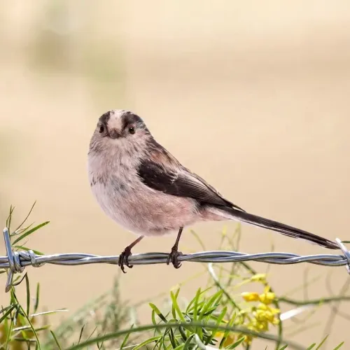 Birds Observations