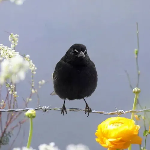 Birds Observations