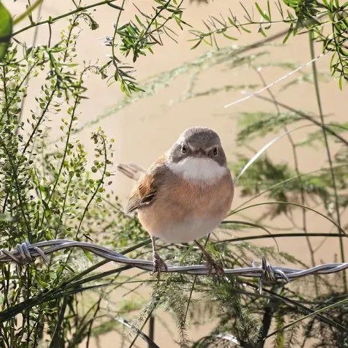 Birds Observations