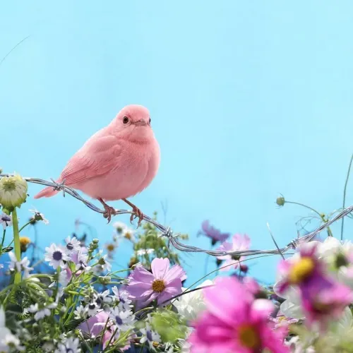 Birds Observations