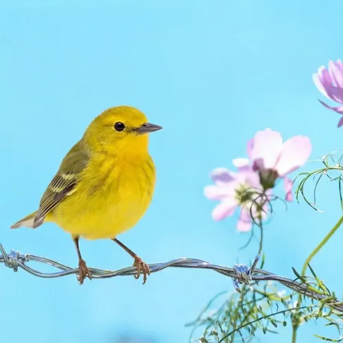 Birds Observations