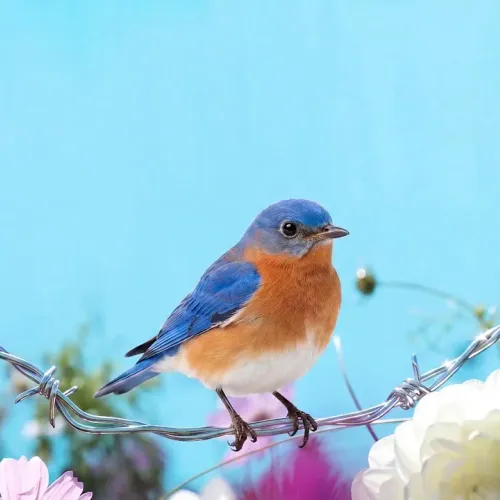 Birds Observations