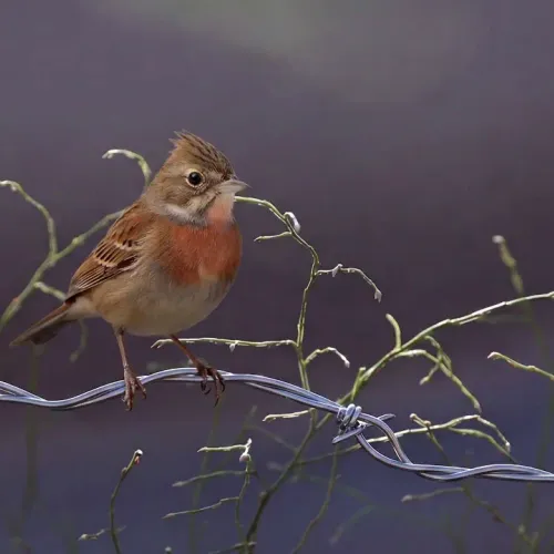 Birds Observations