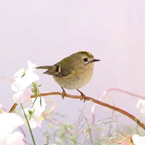 Birds Observations
