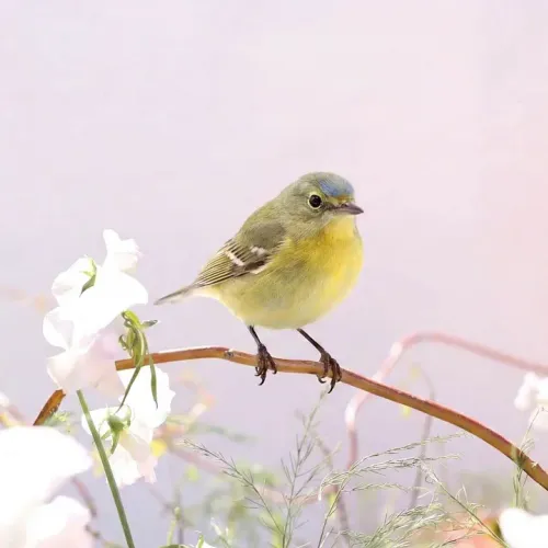 Birds Observations
