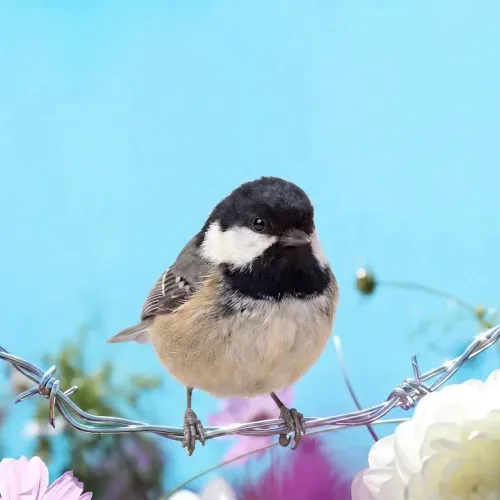 Birds Observations